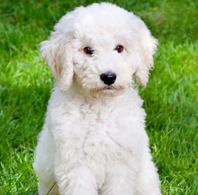 Labradoodle Training from Labradoodle Mix